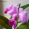 C.trianae 'Purple Dream'..